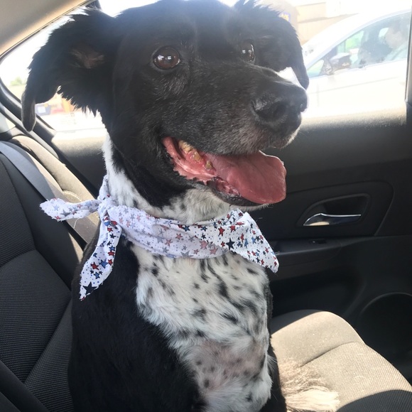 Meet your Posher, Dani - Picture 1 of 1